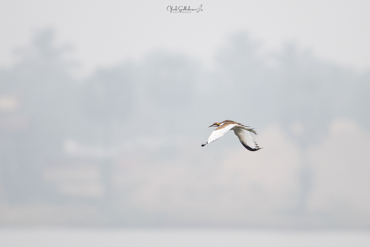 Фазанохвостая якана - ML645049907