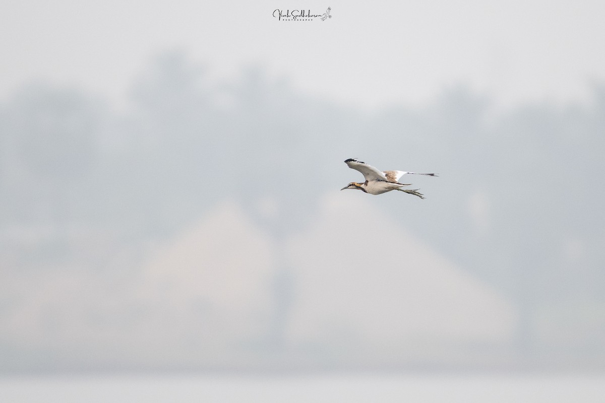 Фазанохвостая якана - ML645049908