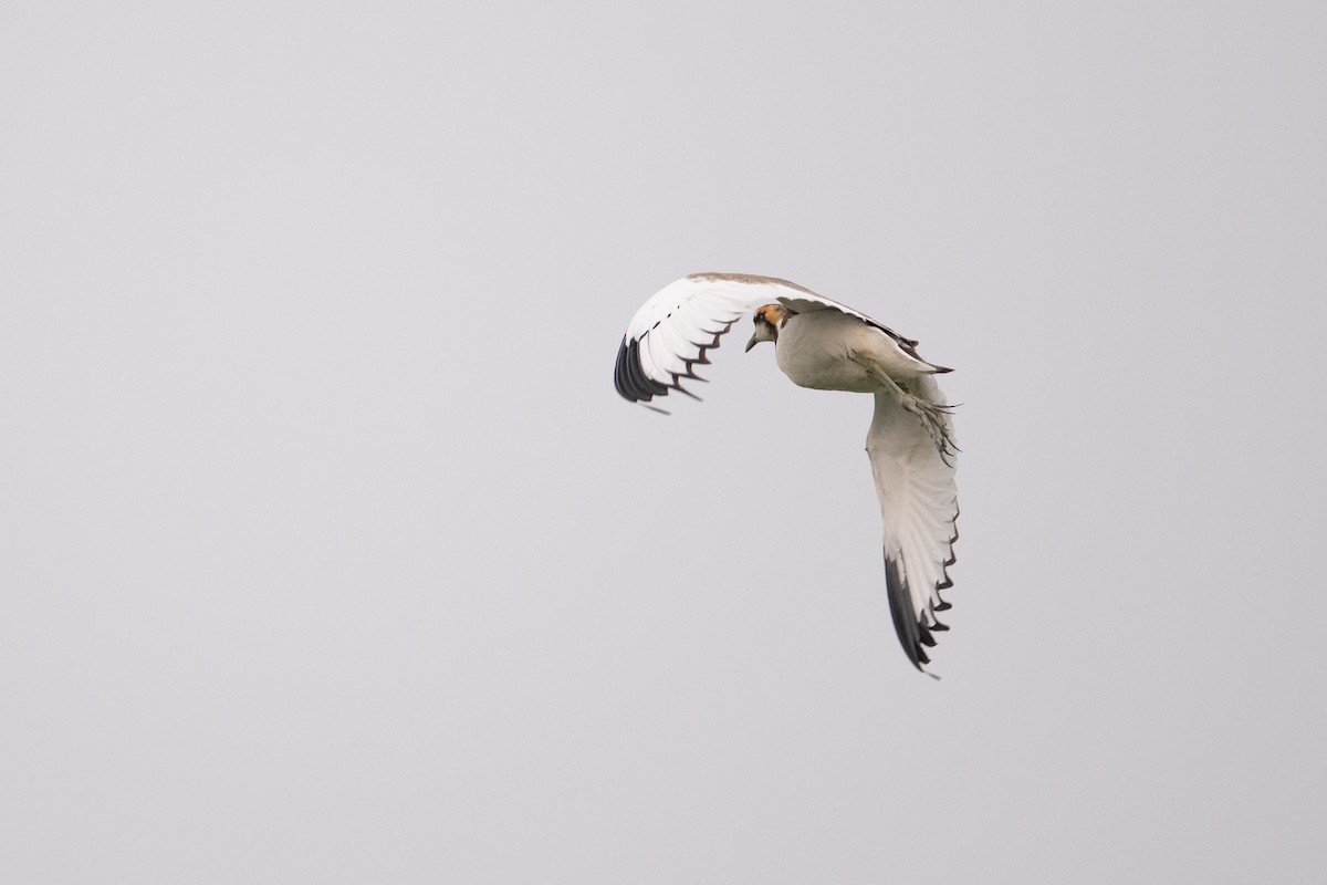 Фазанохвостая якана - ML645049909