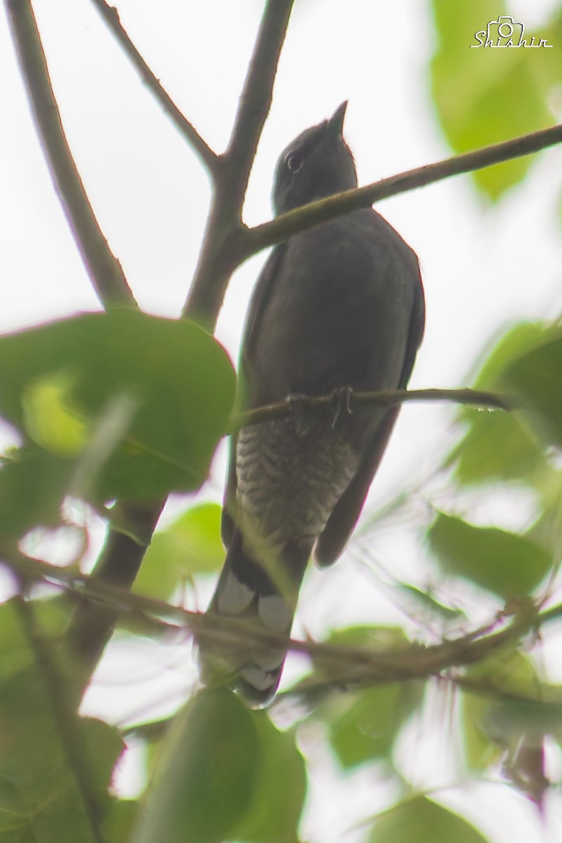 Black-winged Cuckooshrike - ML645049910