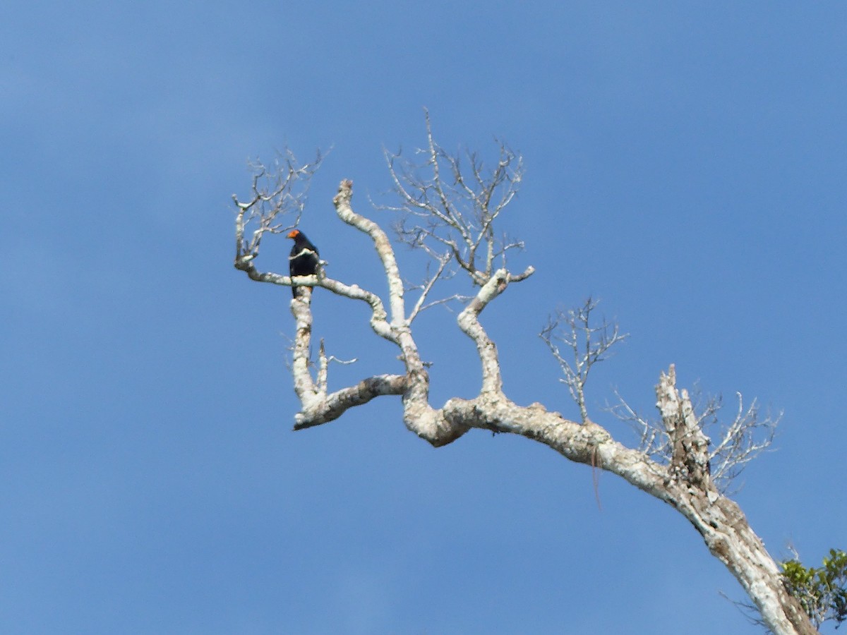 Siyah Karakara - ML645049911