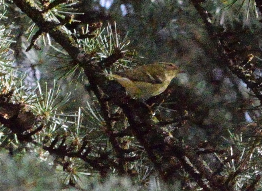 Yellow-browed Warbler - ML645049924
