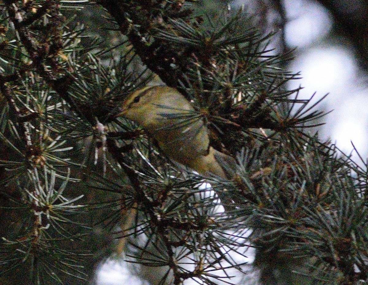 Yellow-browed Warbler - ML645049925