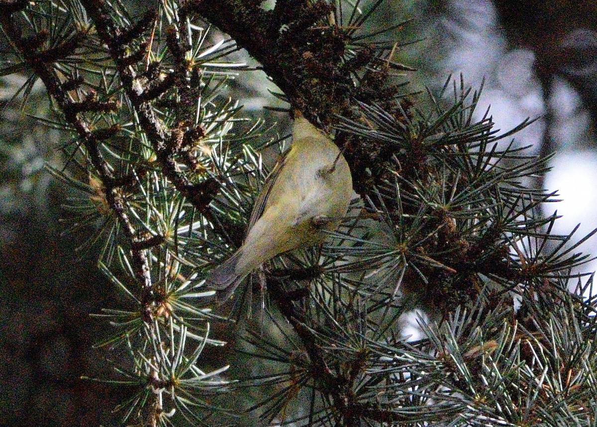 Yellow-browed Warbler - ML645049926