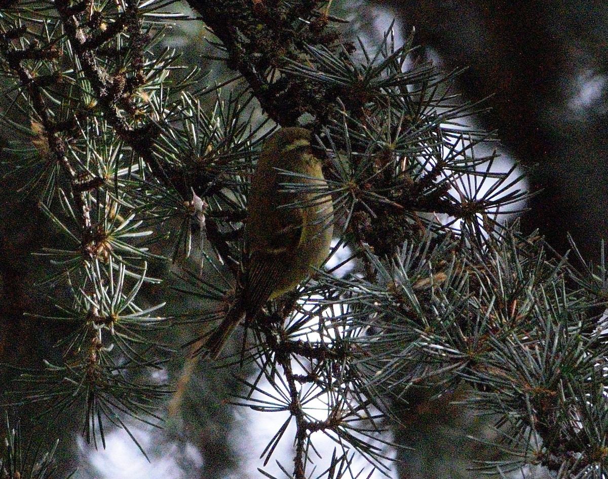 Yellow-browed Warbler - ML645049927