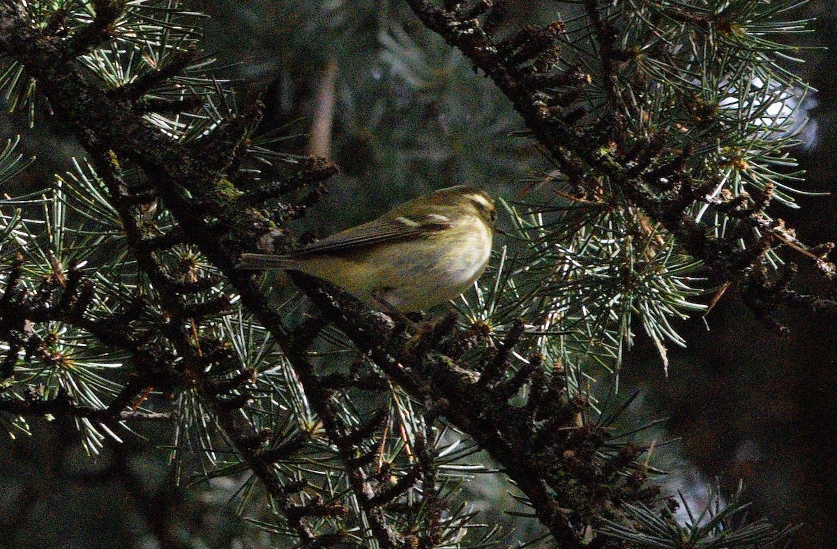 Yellow-browed Warbler - ML645049928