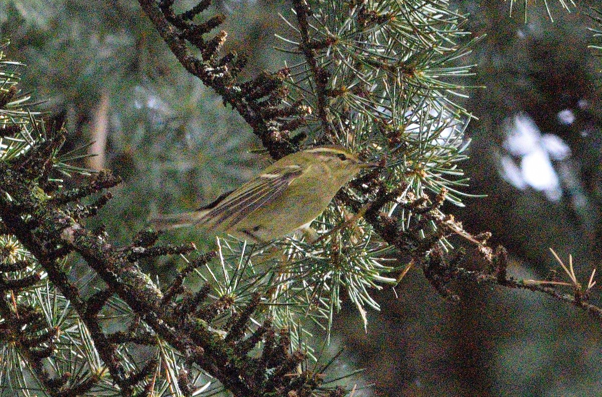 Yellow-browed Warbler - ML645049929