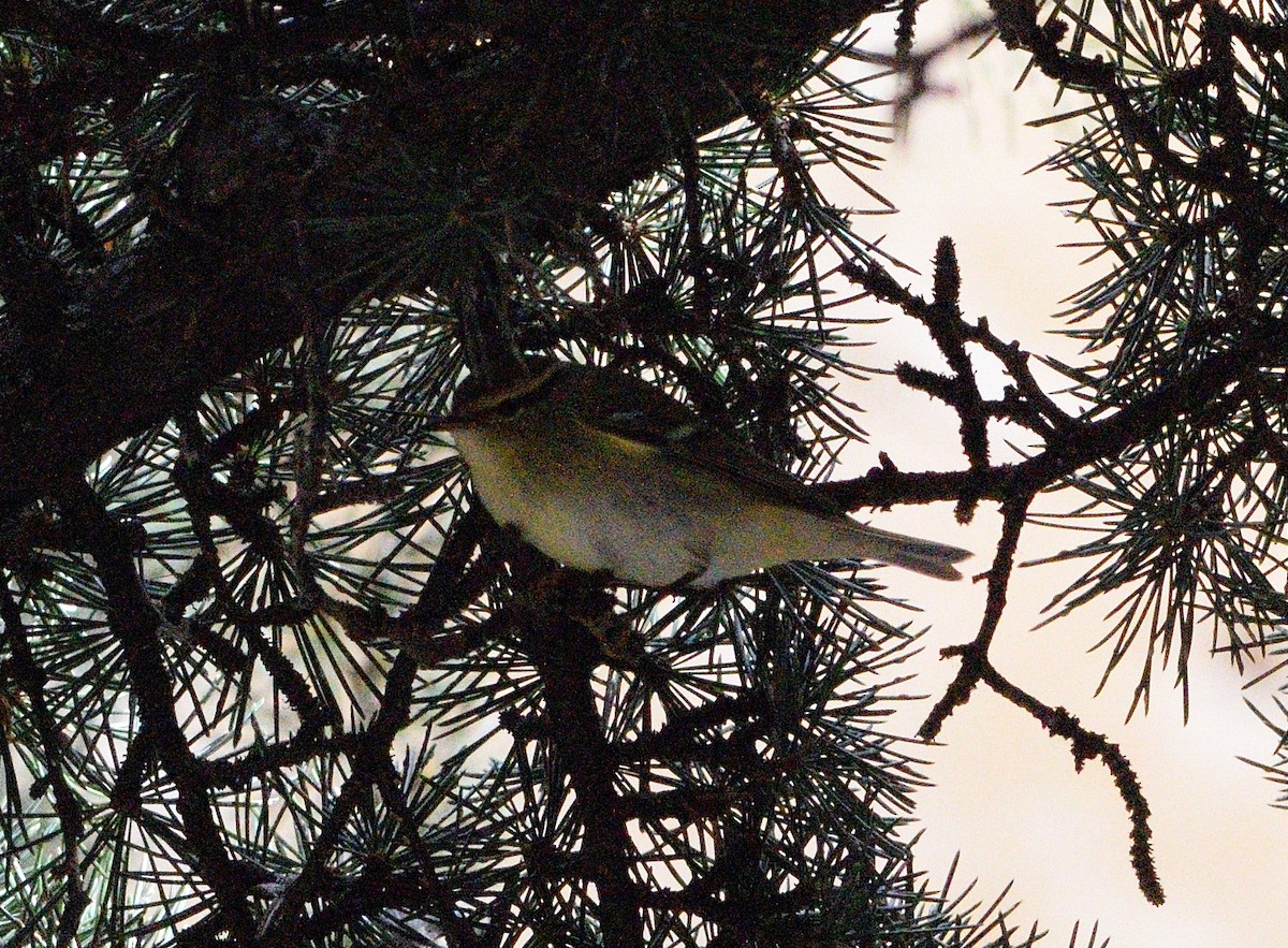 Yellow-browed Warbler - ML645049930