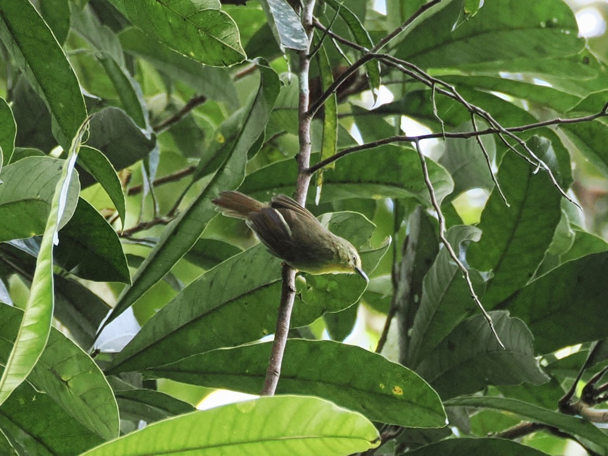 ムナフムシクイチメドリ - ML645049932