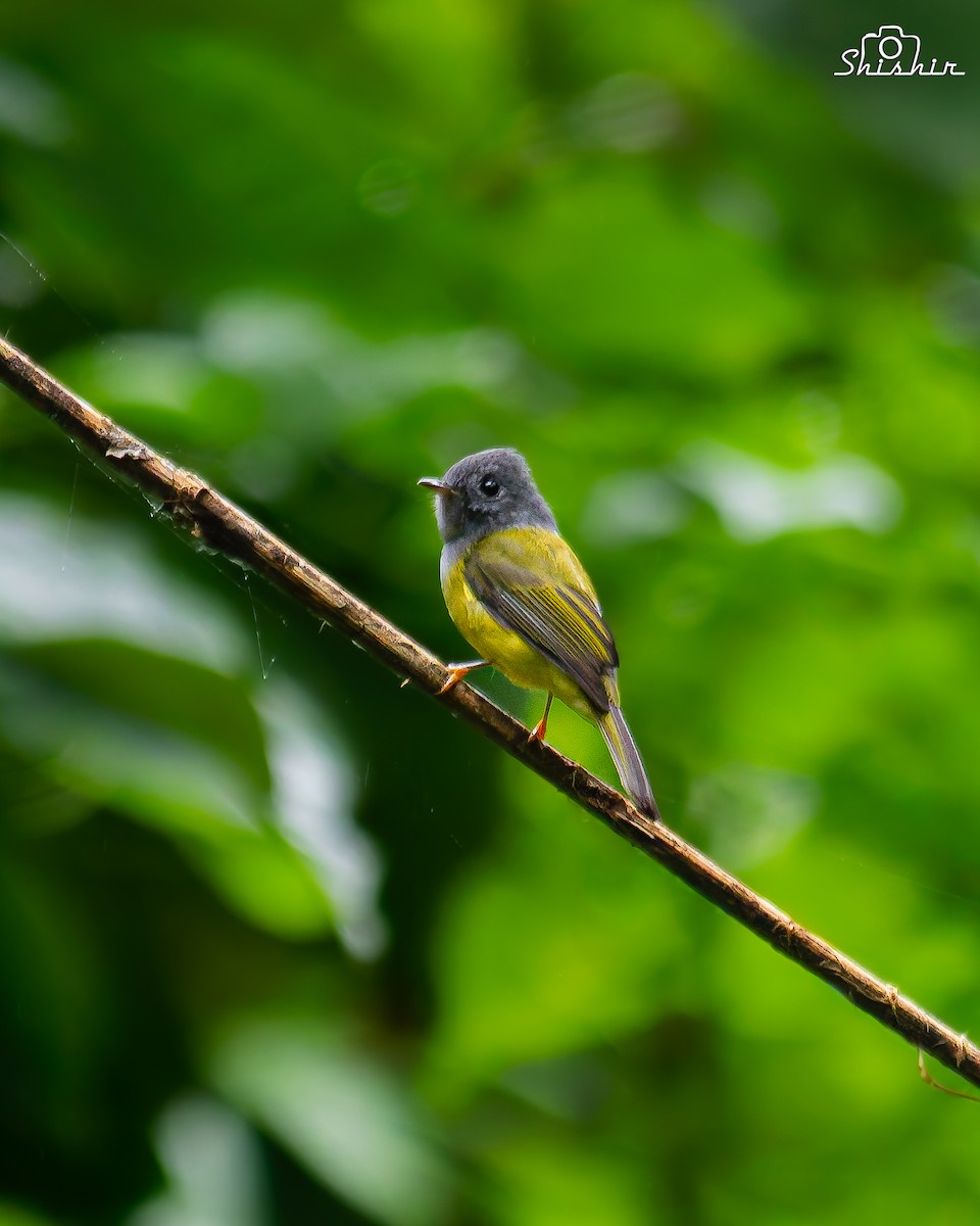 Gray-headed Canary-Flycatcher - ML645049941