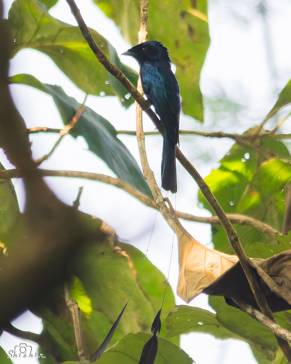Lesser Racket-tailed Drongo - ML645049943