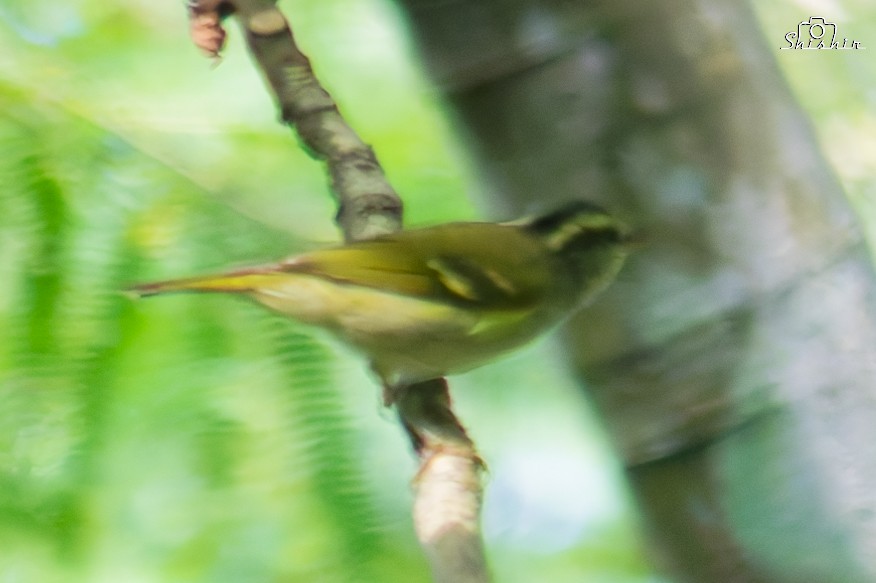 Blyth's Leaf Warbler - ML645049950