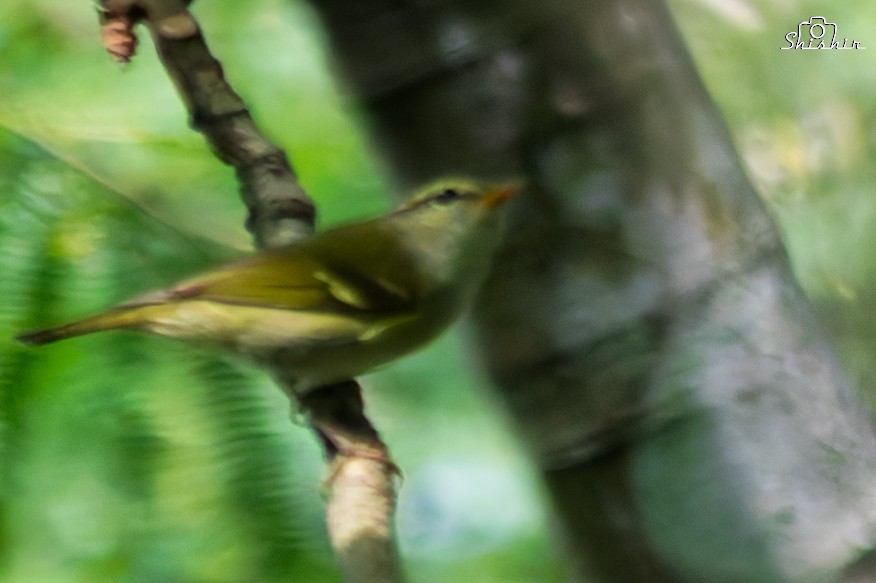 Blyth's Leaf Warbler - ML645049951