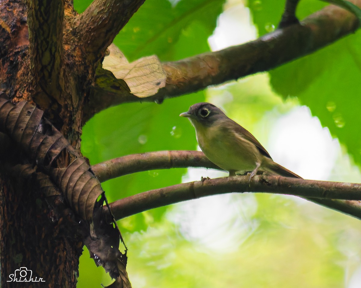 Nepal Fulvetta - ML645049955
