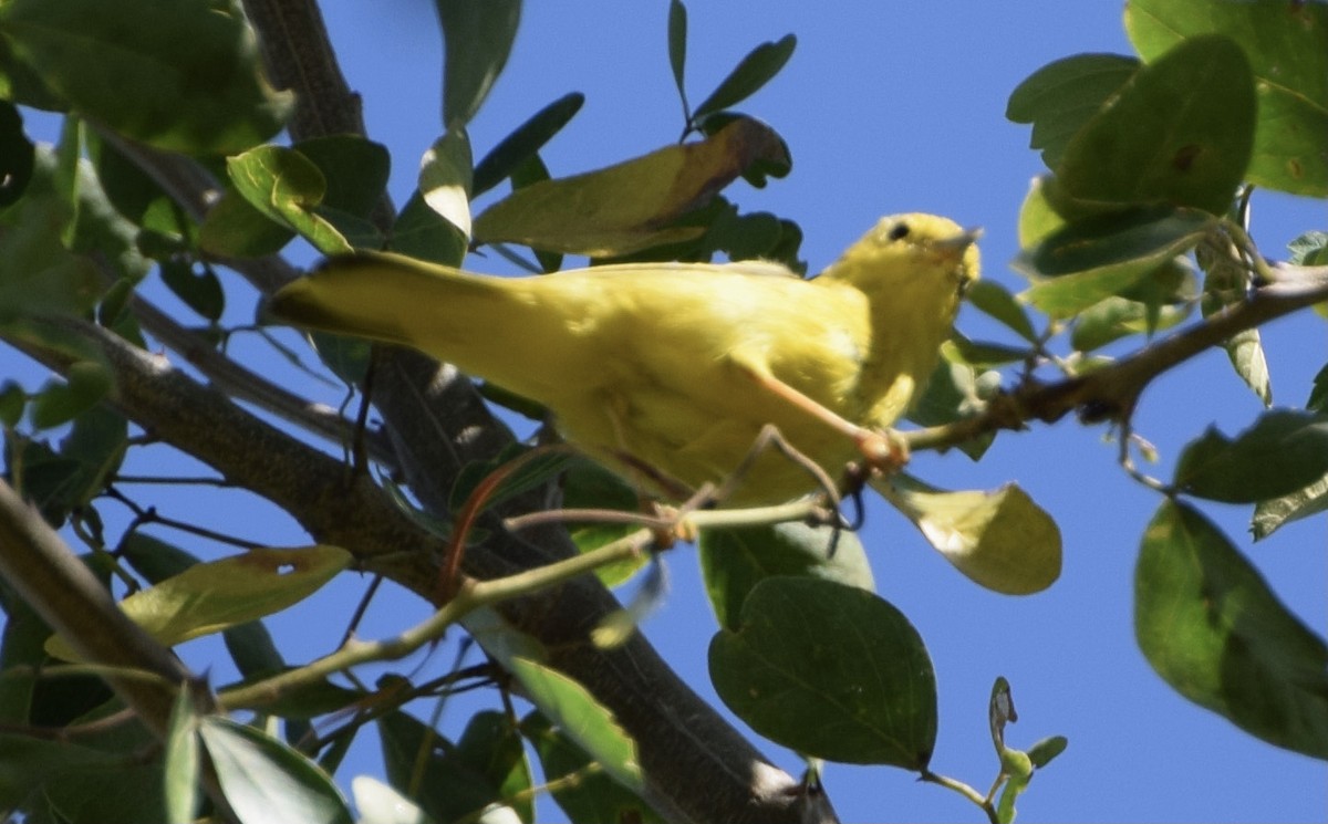 Northern/Mangrove Yellow Warbler - ML645049965