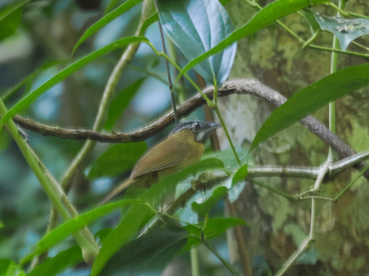 Lesser Necklaced Laughingthrush - ML645049981