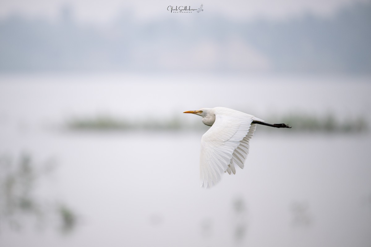 Koromandelkuhreiher - ML645049987