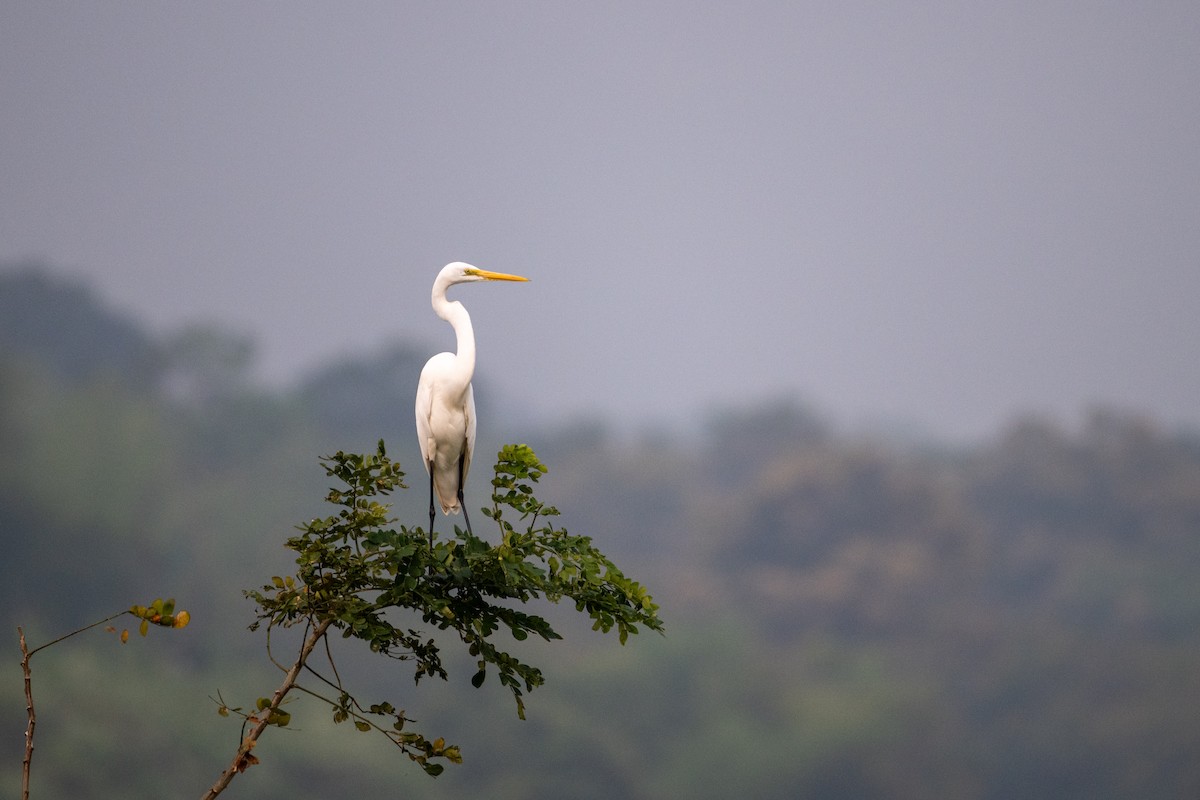 Silberreiher - ML645049995