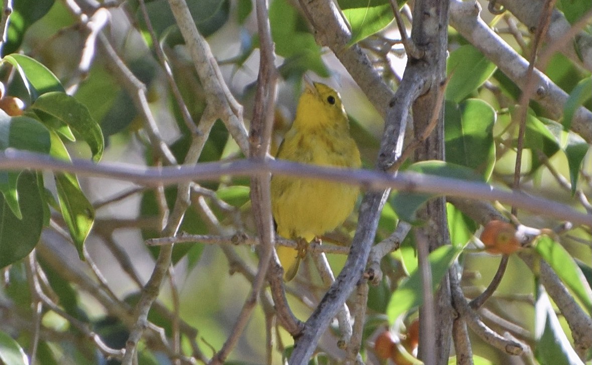 Northern/Mangrove Yellow Warbler - ML645049997