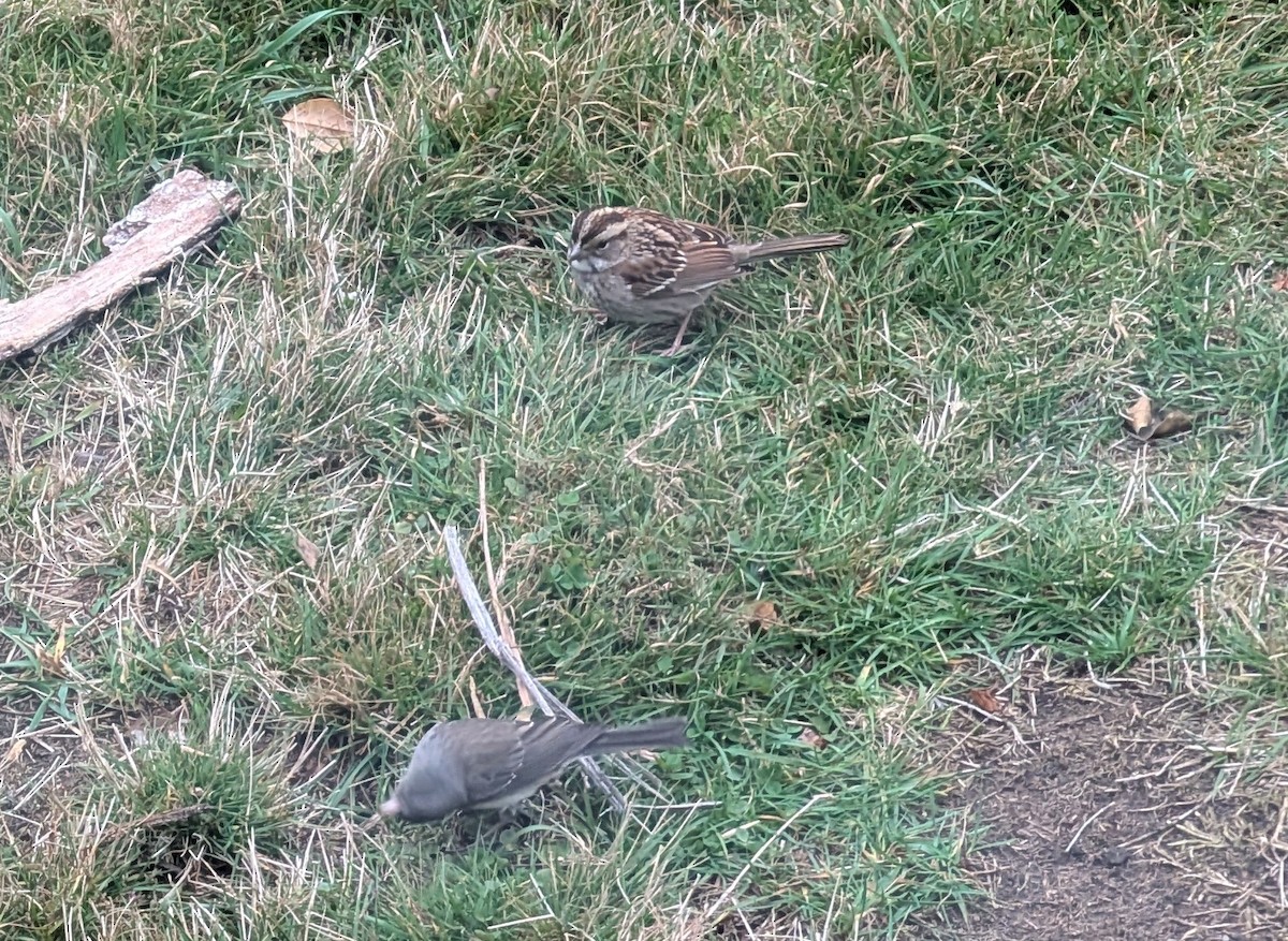 Weißkehlammer - ML645050008