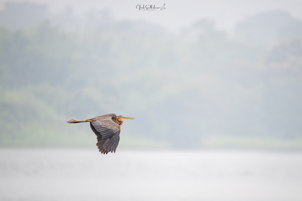 Purpurreiher - ML645050010