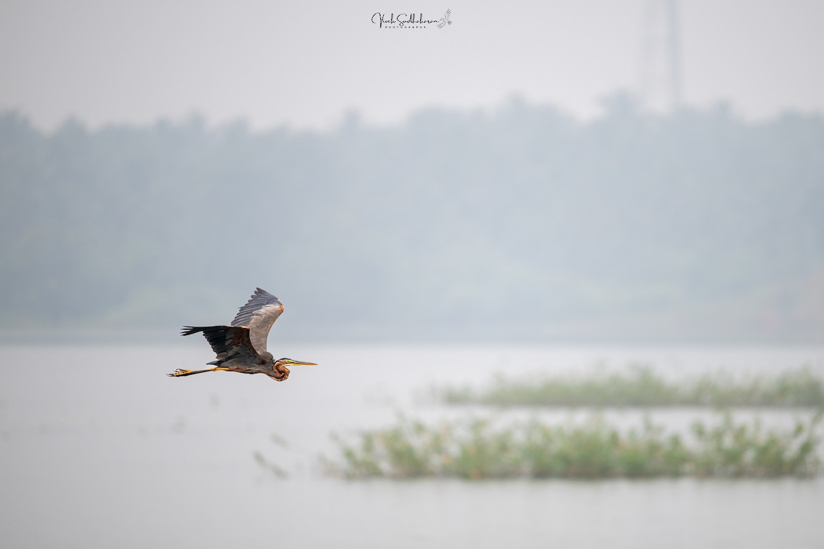 Purpurreiher - ML645050011