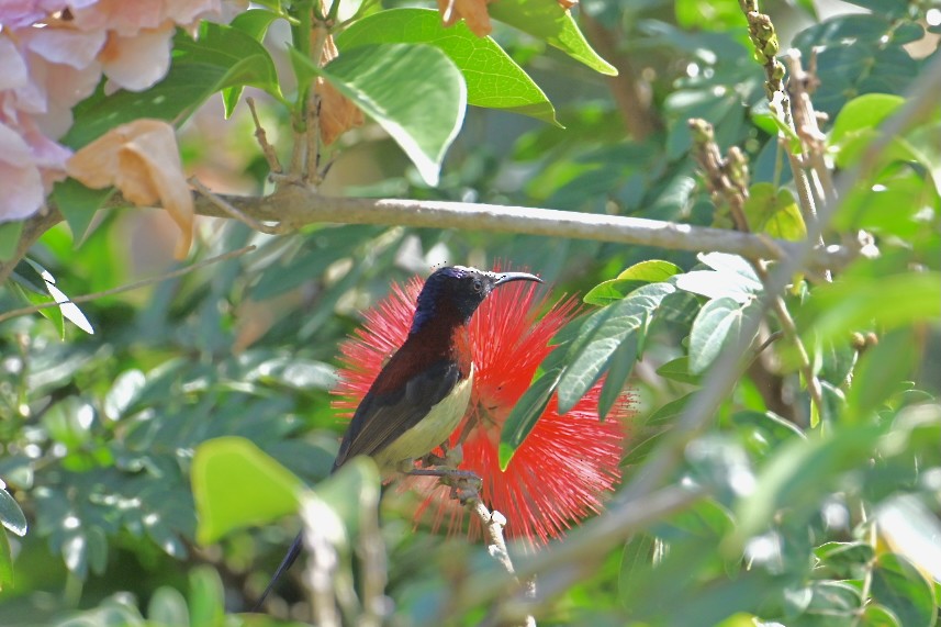 Schwarzkehl-Nektarvogel - ML645050013