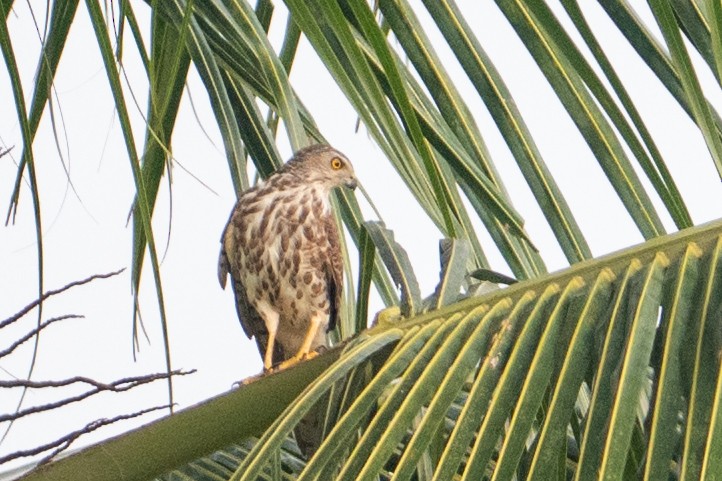 Schikrasperber - ML645050014