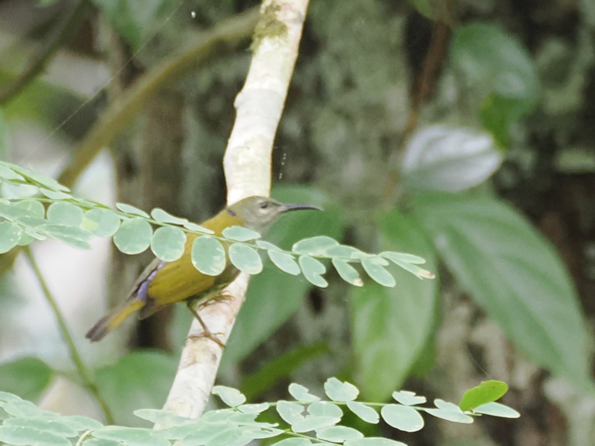 Gouldnektarvogel - ML645050015