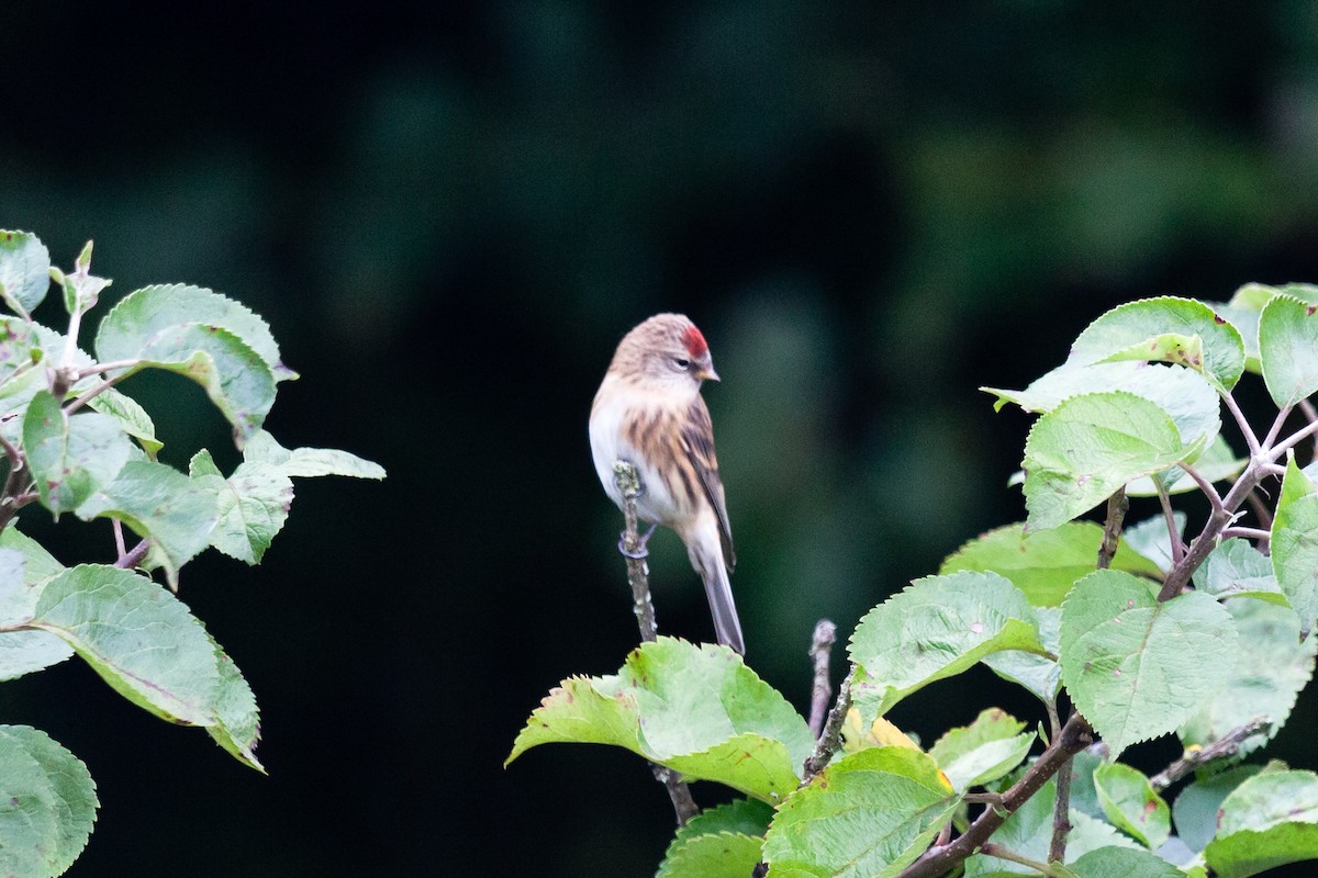 Birkenzeisig (Alpenbirkenzeisig) - ML645050017