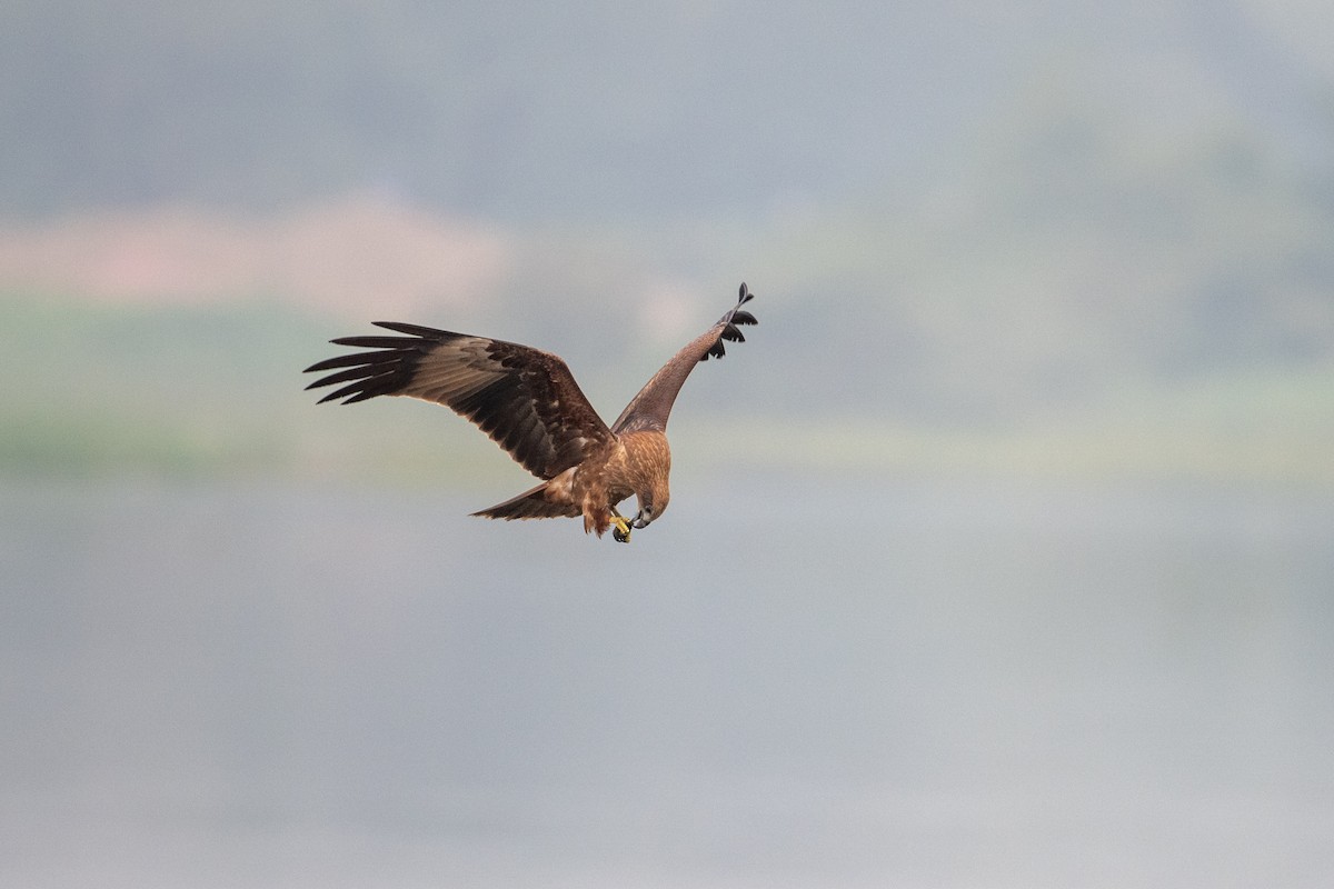 Brahmanenmilan - ML645050019