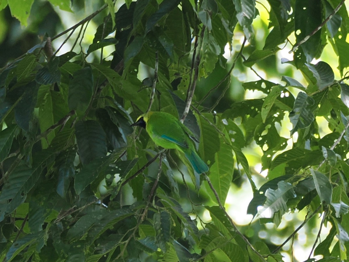 Blauflügel-Blattvogel - ML645050025