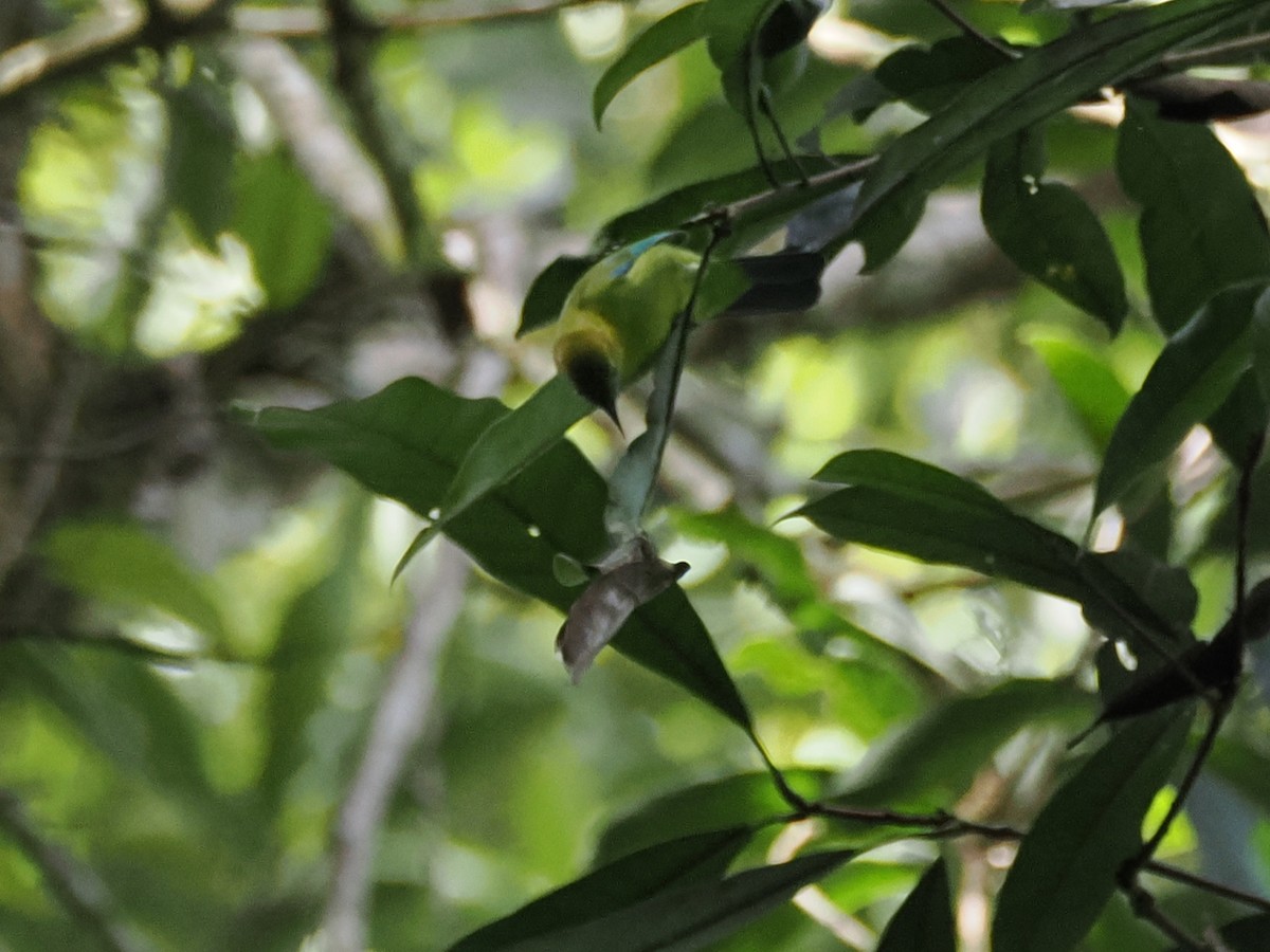 Blauflügel-Blattvogel - ML645050026