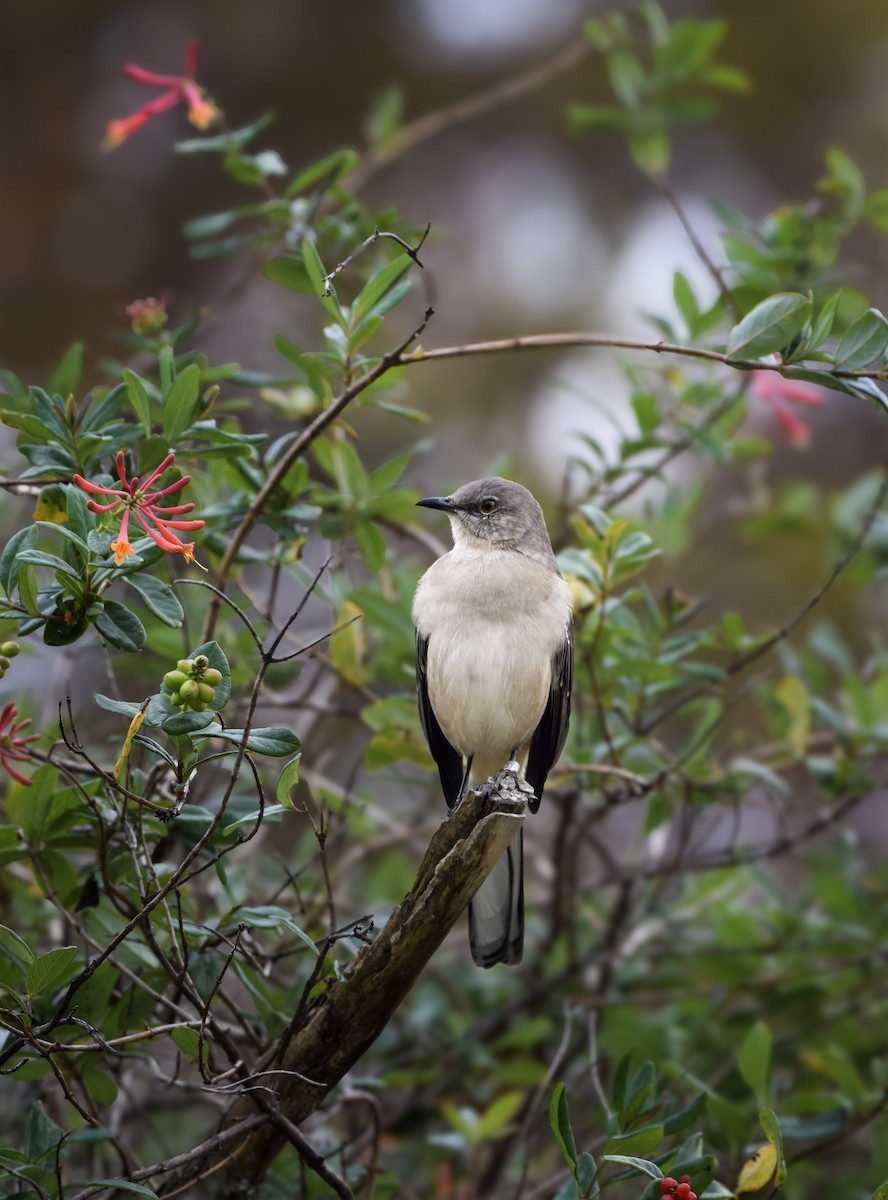 Gartenspottdrossel - ML645050027