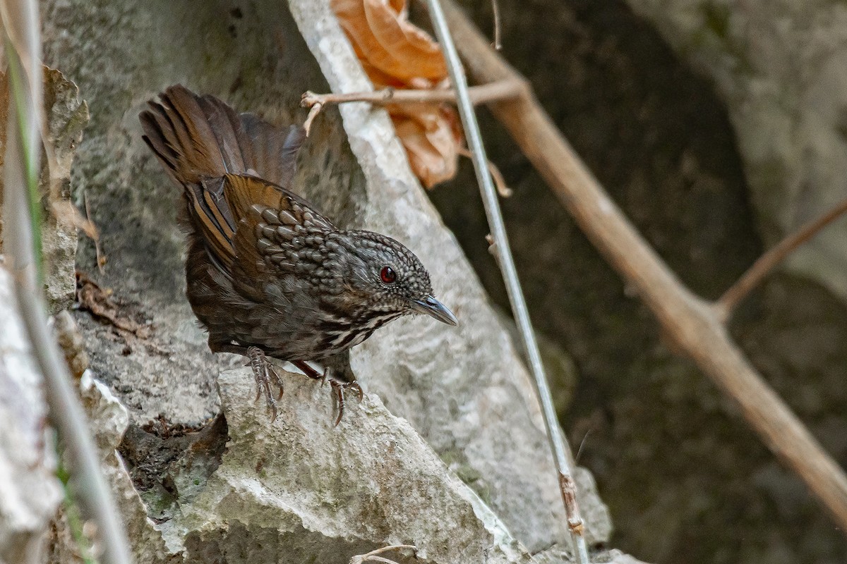 Annamdrossling - ML645050031