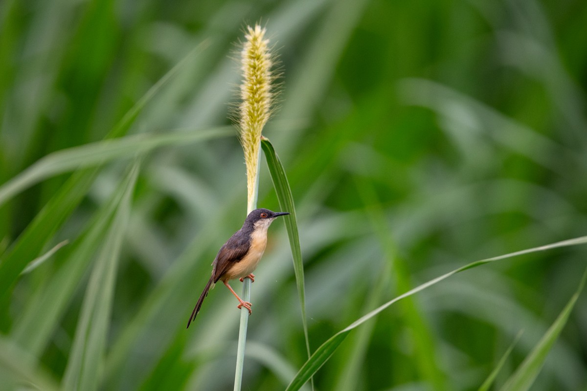 Rostbauchprinie - ML645050037