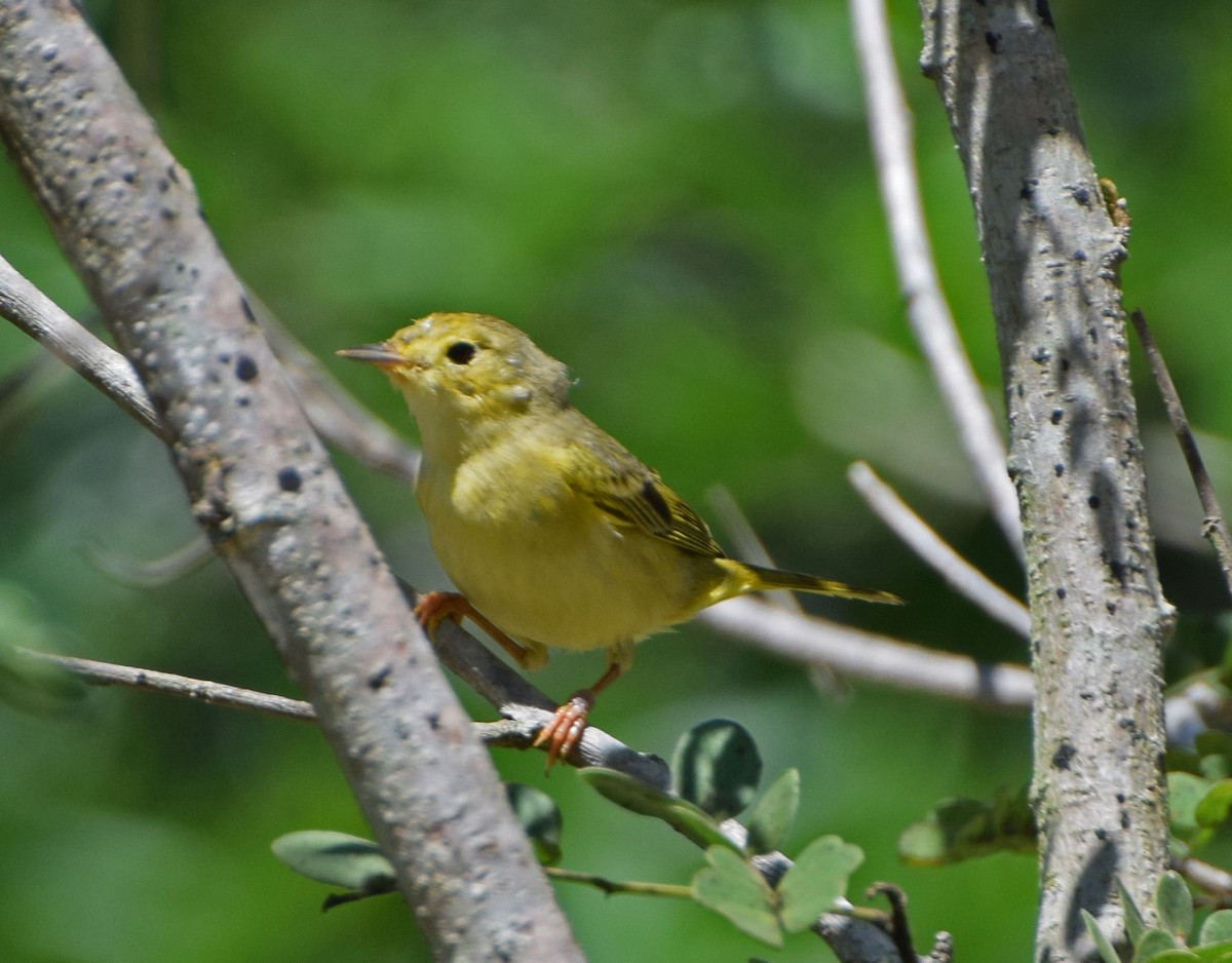 Gold-/Mangrovewaldsänger - ML645050042