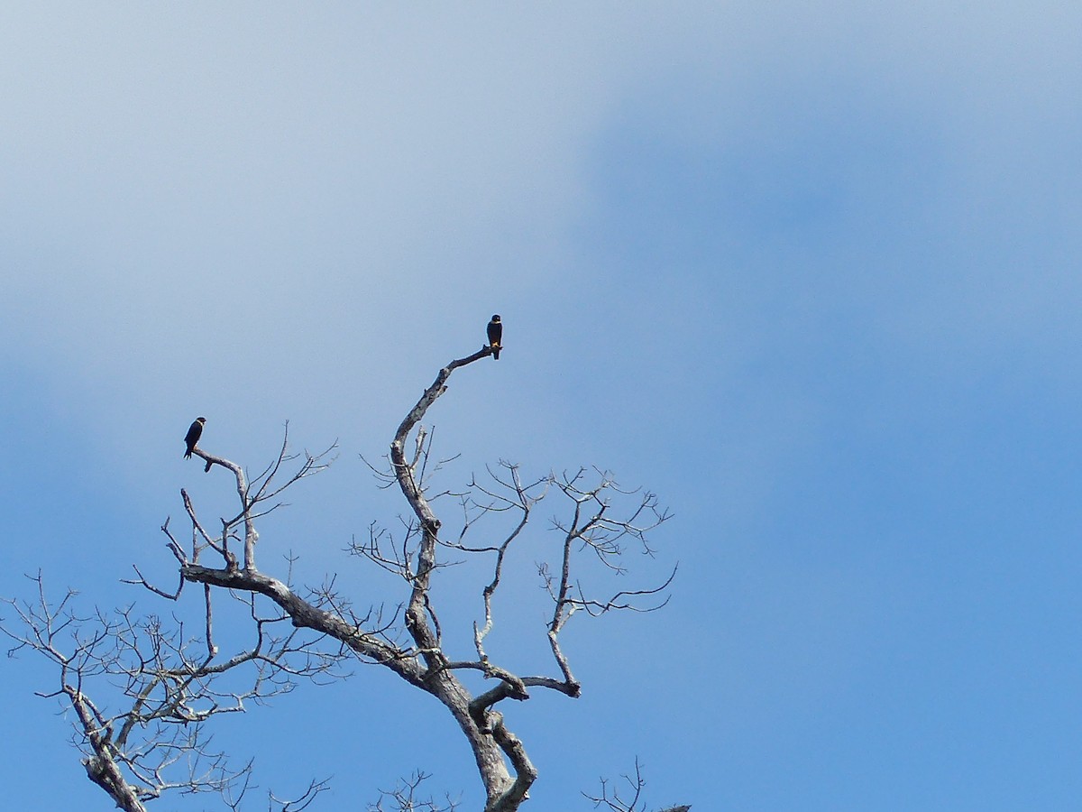 Fledermausfalke - ML645050044