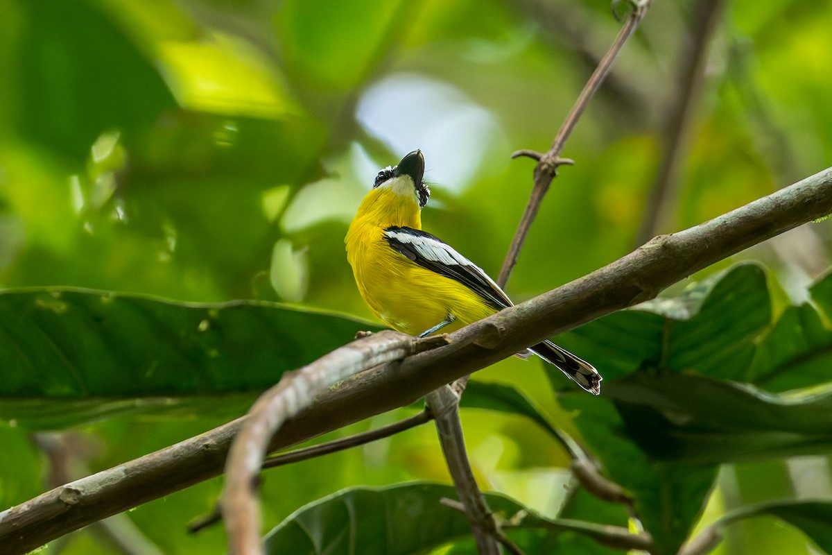 Gelbbauch-Flachschnabel - ML645050049