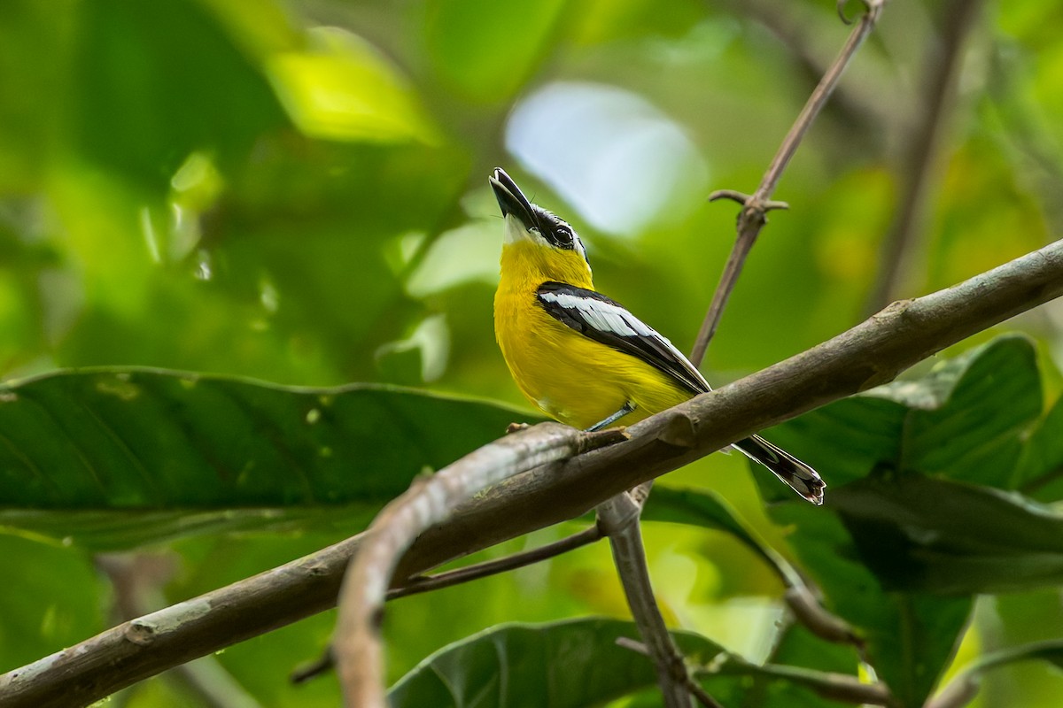 Gelbbauch-Flachschnabel - ML645050050