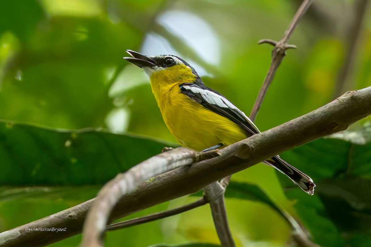 Gelbbauch-Flachschnabel - ML645050051