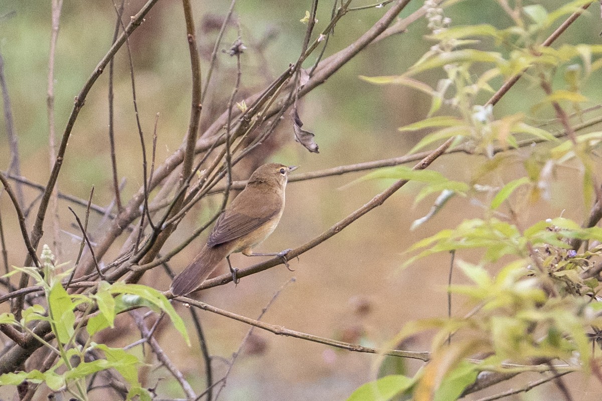 Buschrohrsänger - ML645050052