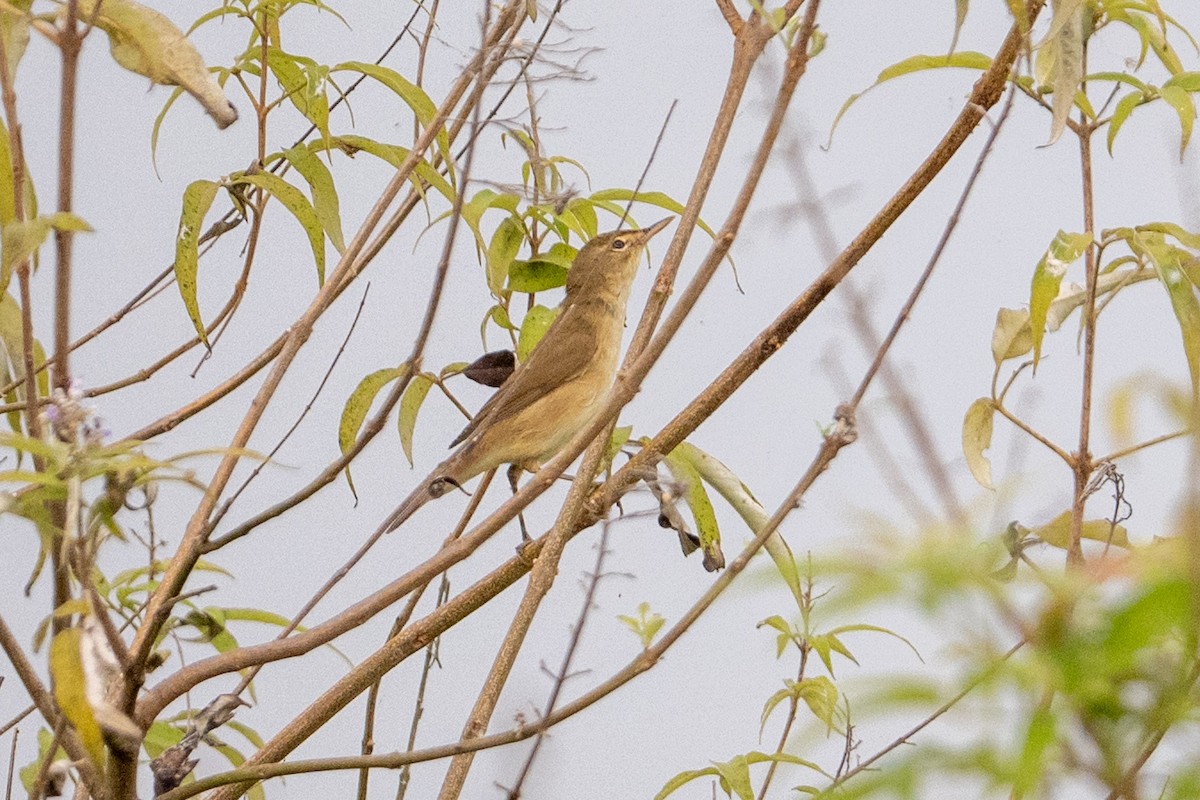 Buschrohrsänger - ML645050053