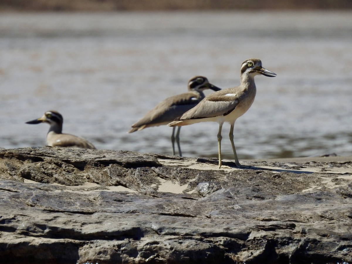 Great Thick-knee - ML645050054