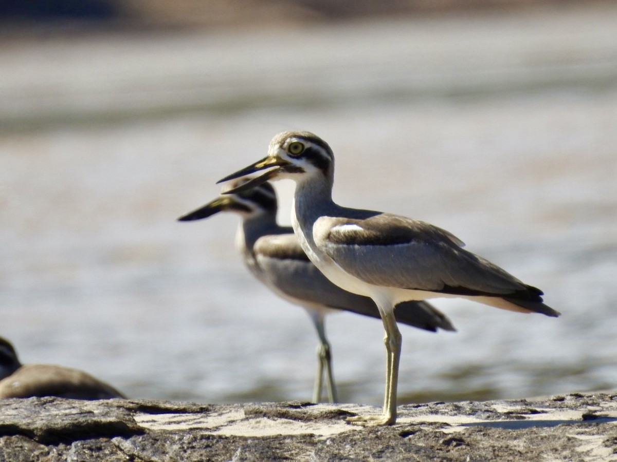 Great Thick-knee - ML645050055