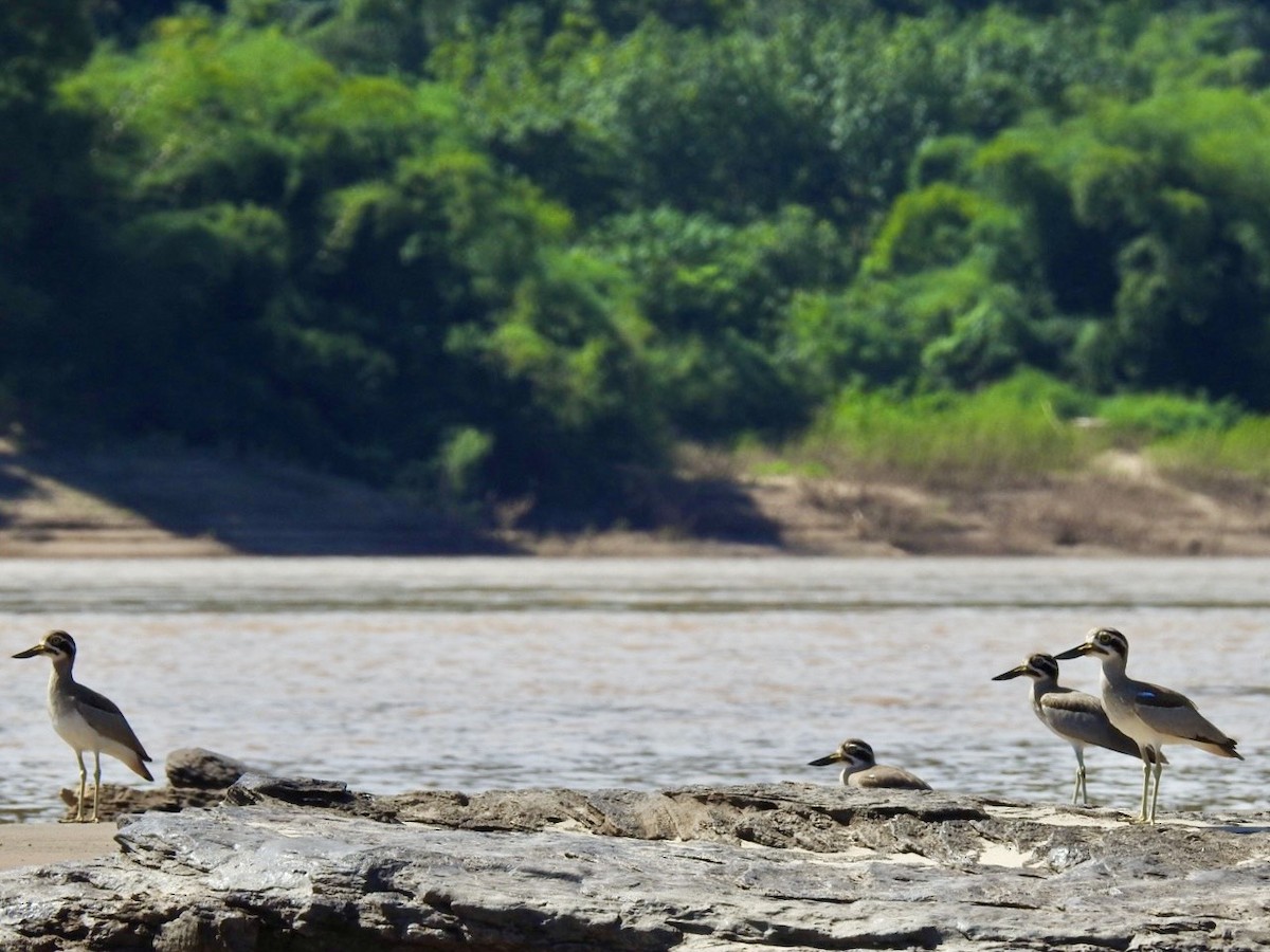 Great Thick-knee - ML645050056
