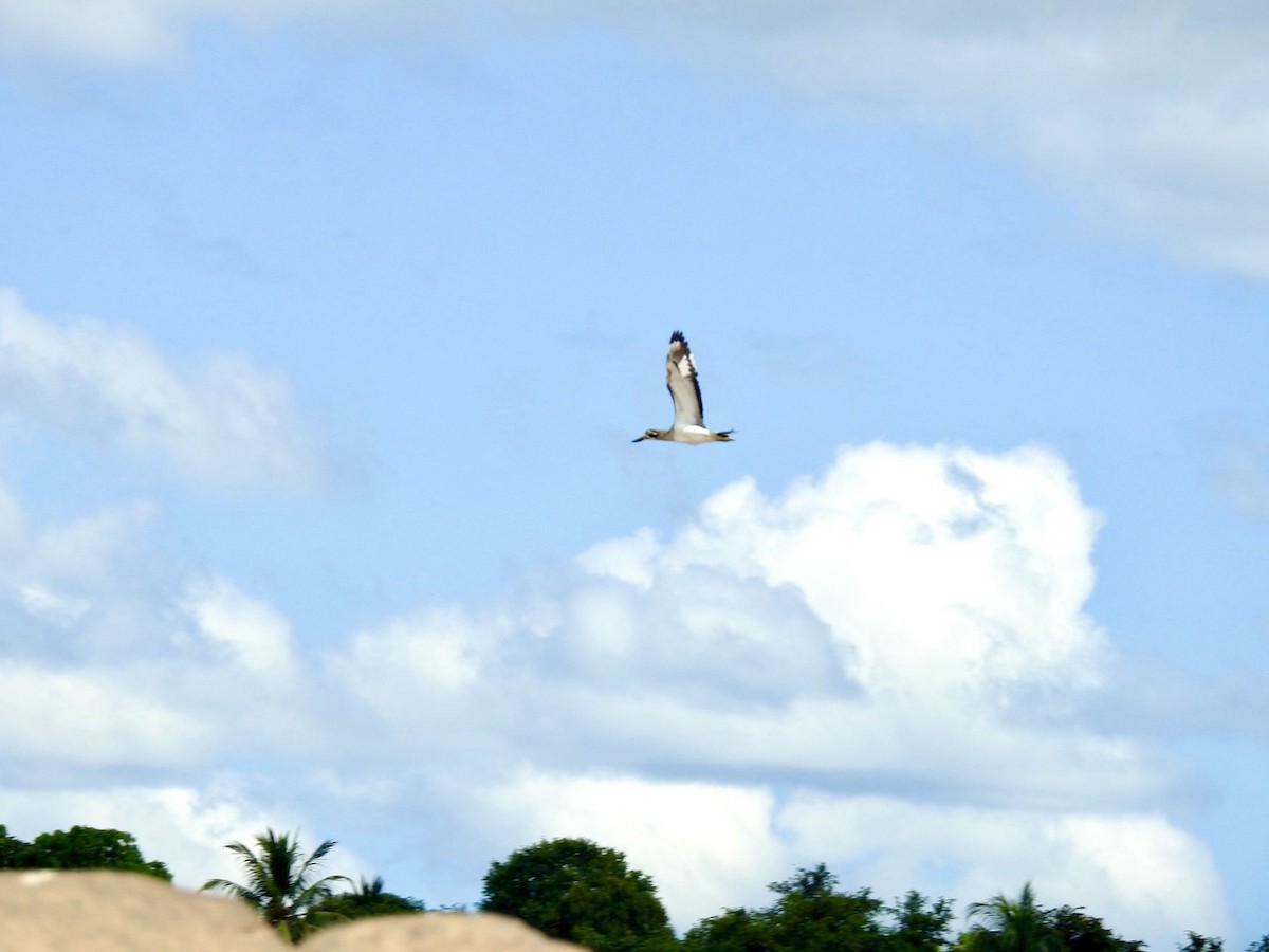 Great Thick-knee - ML645050057