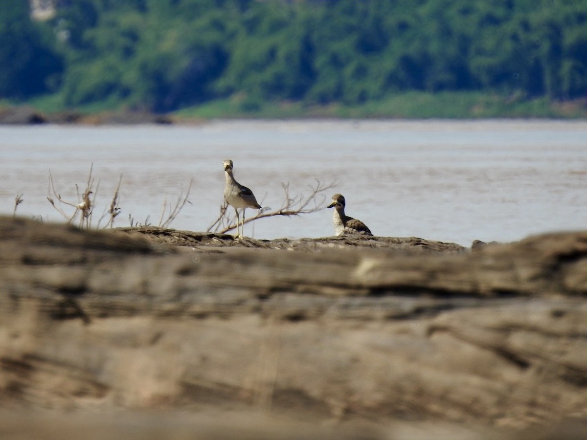 Great Thick-knee - ML645050058