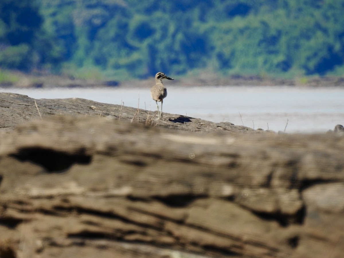 Great Thick-knee - ML645050059