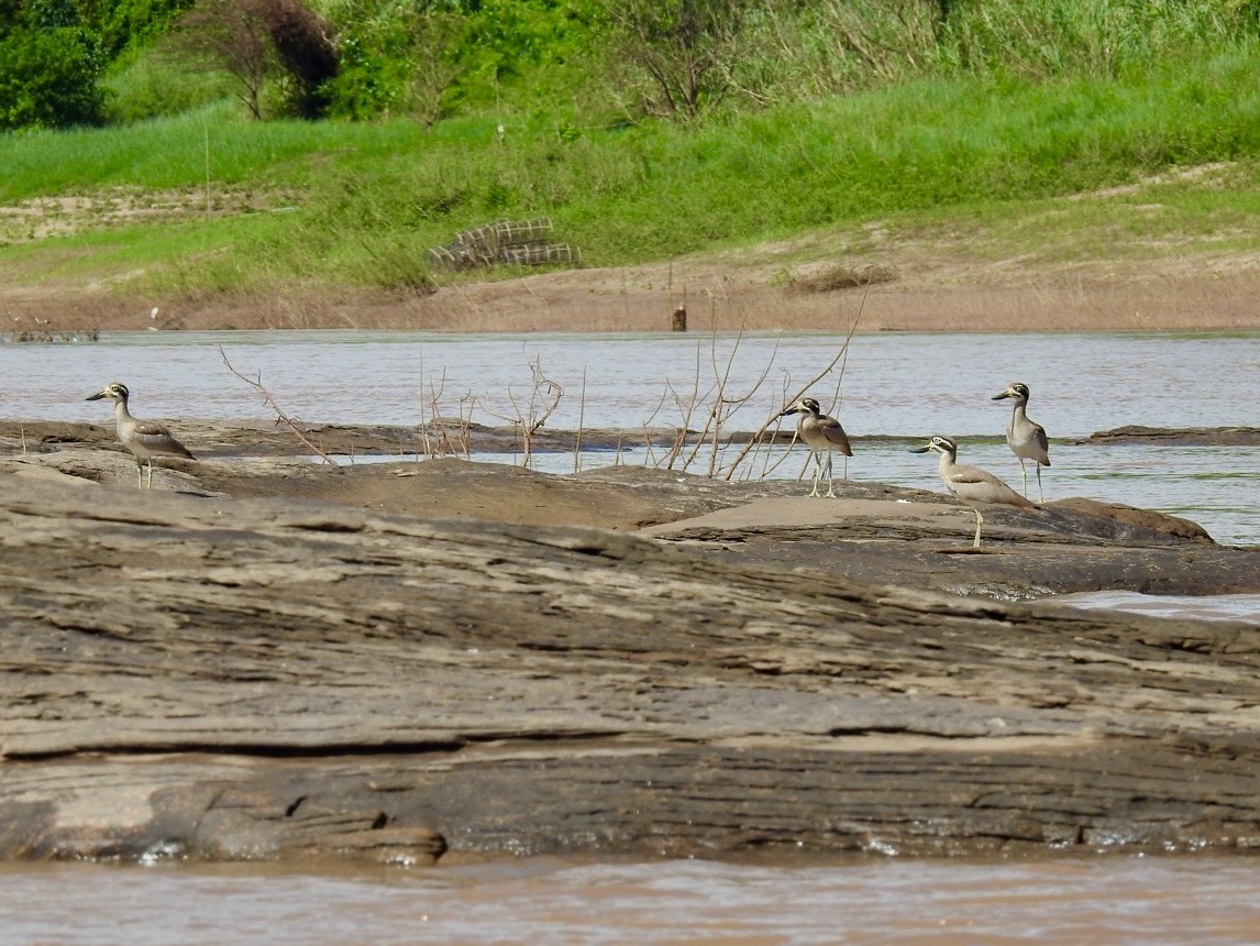 Great Thick-knee - ML645050060
